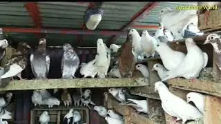 New pigeons loft setup in video 🔥🔥 #pigeons ,#newloft