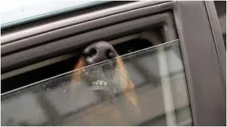 Police Dog Left In Car For 2.5 Hours &ndash; Officer Returns To Find Beloved Animal Dead