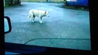 Dansing Dog