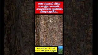 Find The Animal 🤔🤔🤔 මෙහි සිටින කෙනාව සොයමු #ytshorts #srilanka #shortsfeed
