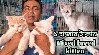 Persian mix cat price in Bangladesh |Katabon animal market in Bangladesh |Mixbreed cat price in 2024