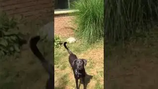 Dogo hates bush #Shorts