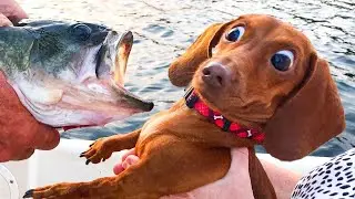 Funniest Animal Videos ever part 2