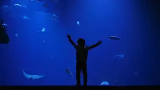 Rocking Motion | Dacqua