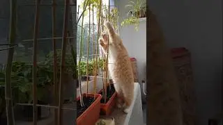 The incredible adventure of Nelson the cat