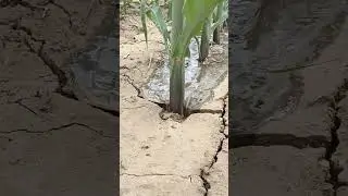 Water Wasted in Cracks : Irrigation Efficiency Loss in Drought Corn Fields