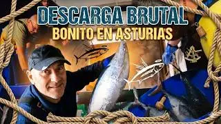 Descarga de Bonito en Avil&eacute;s * 2025 * - Nuevo Nubei & Nuevo Saramar