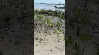 Update at our mangrove project! 🌱