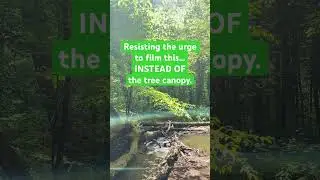Creating a Forestscape Channel: Resisting the Stream, Staying with the Canopy