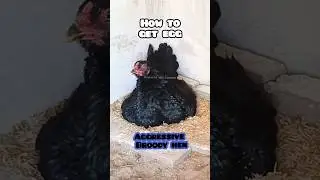 Broody Hen Protecting Eggs #aseel #chicken