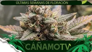 &Uacute;LTIMAS SEMANAS DE FLORACI&Oacute;N 🌸 CONSEJOS Y TRUCOS 💡 Mars Hydro