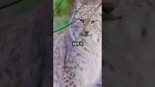 He thought he was saving an ordinary lynx from a trap.  INCREDIBLE!