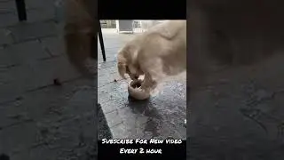 💖😍Funny Dog Videos 2022😍💖 #PET INSIGHT #shorts | PET INSIGHT