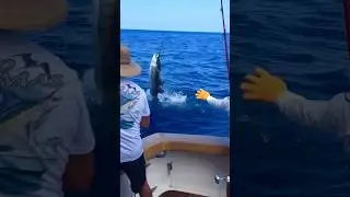 Non stop action on Uno Mas double,triple,quadruple sails and marlins off Costa Rica