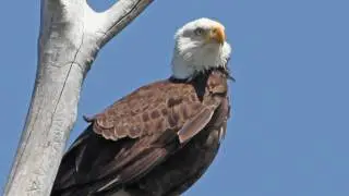 Images of Waco - Waco Eagles (A Production of The City of Waco)