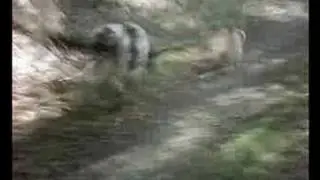 Moehrchen on the run