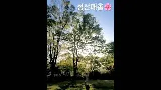 #성산패총 #겹벚꽃 #공원 #tree #park #cherryblossom#changwon #beautiful #spring#forrest #trees#fyp #shorts
