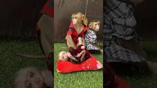 Both baby sit care baby #video #monkey #trending #animals #sleep #funny #pets