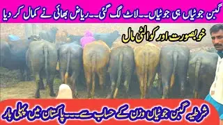 Guaranteed Pregnant Heifers Farming Business in Pakistan | Gabon Jotian پیور نیلی راوی Katti Farming