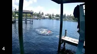 Dock start training