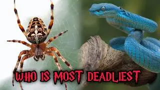 Snakes vs Spiders - Which is Most Dangerous And Venomous?