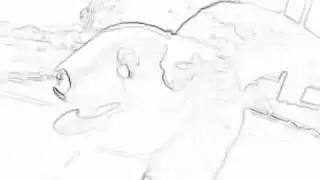 doge swag