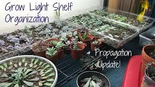 Видеоблог Grow Shelf 💡 и новости о размножении суккулентов // Angels Grove Co