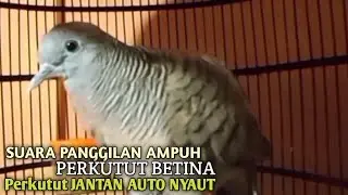 Perkutut Betina memanggil jantan Suara bersahutan perkutut lokal gacor , Ampuh untuk PANCINGAN