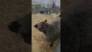 Beautiful animals at the Fair #horse #fair #trending #viralvideo #animals #youtubeshorts #fyp