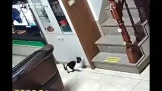 Gato tenta se vingar assustando o Humano | V&iacute;deo engra&ccedil;ado #08