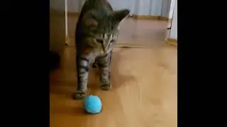 little pencils#mario smart cat#cats and dogs#favorite pets#funny animals #shorts #real #tiktok