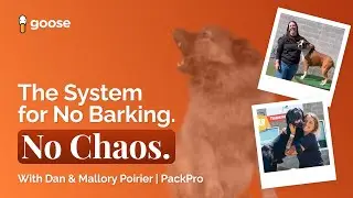 PackPro: The Proven Staff Training System Behind Quieter, Happier Dog Daycares