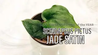 FINAL PLANT Unboxing Video of 2020 SCINDAPSUS PICTUS JADE SATIN