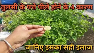 Why do basil leaves turn yellow, its main reasons and its solution. Why do basil leaves turn yellow?