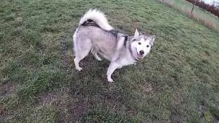 Alaskan Malamute and Sibrian Huskys go crazy at the off lead.