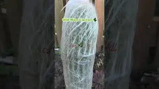 OLD MAN  CACTUS #shortvideo #gardening #pleasesubscribe #amor #hill #thankyou