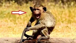 Poor Baby Polino Need Mom Open Big Mouth So Big - Why He Open Big Mouth Like This?