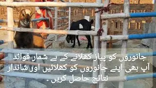 Onion benefits for Goats 🐐💯🐐 جانوروں کو پیاز کھلانے کے فوائد | Beetal and Teddy Goats #goat #farming