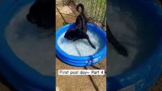Part 4- First Pool Day - #shorts #outside #pool #fun #cute #zoomies #love #pets #dogmom #goofy
