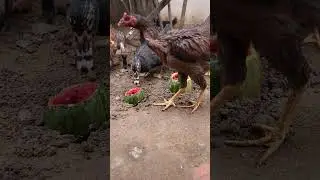 Beautiful moment eating watermelon by Chicken and duck #shorts #rabbit #youtubeshorts #pets