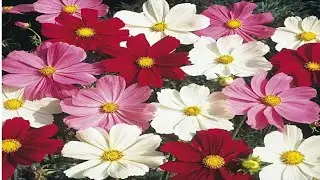Flipkart cosmos seeds Review (Online Shopping )
