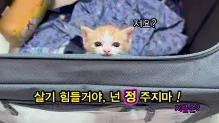 땡볕에 아스팔트 위에서 태어나 7시간을 방치된 아기냥을 데려오면서 와이프에게 한말,,, 넌 정주지마!