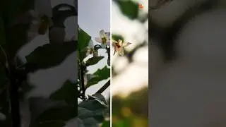 INSTAGRAM Viral Photography Editing in SNAPSEED and LIGHTROOM CC MOBILE || Snapseed Photo Editing