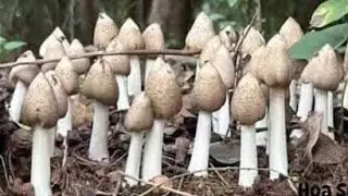 Hai Anh Em Đi Chung Lúc Nào Cũng Gặp Nấm Mối Hết , Hay Không Bằng Hên , Nấm Mối Búp Không 