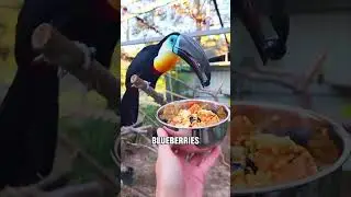 With a personality as playful as a puppy's, the toucan is full of surprises. #animals #nature #Viral