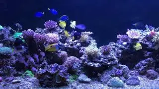 My 1000GL SPS mixed reef tank