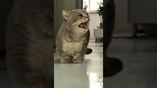 Called Once, Meow Instantly! 😂🐱 #funnycat #meowingcat #catshorts