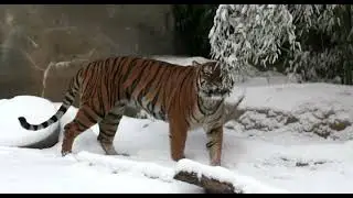 Animals Enjoying a Snow day at the Cincinnati Zoo