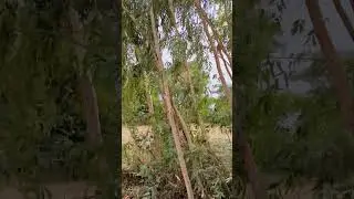 Village Life is Beautiful 🤍 #SDVlogsPK#FamilyFriendly#DesiLife#VillageLife#Shorts#PakistanVlogs