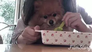 2021.7.2 #ポメラニアン #いぬ #pomeranian #犬 #pets 